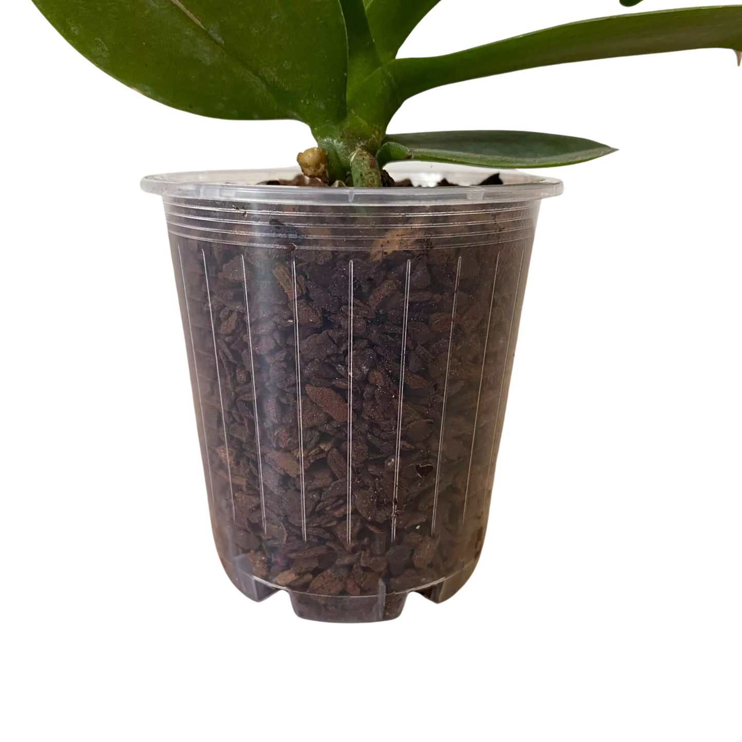 Standard Plastic Pots - 70mm