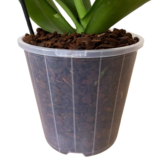 Standard Plastic Pots - 150mm