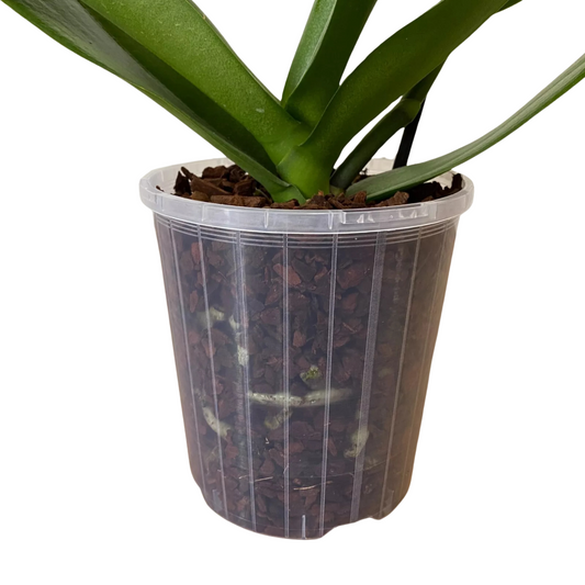 Standard Plastic Pots - 120mm