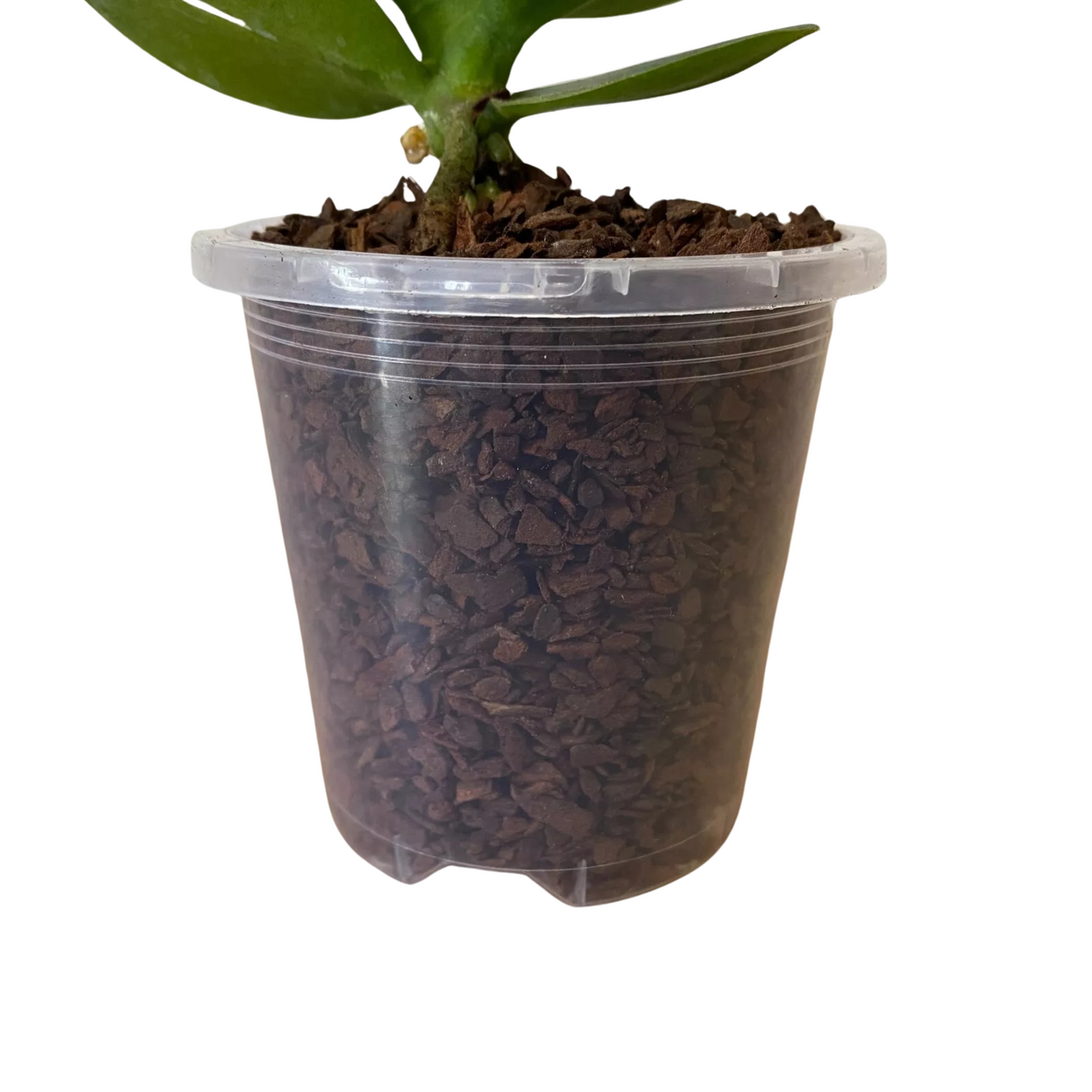 Standard Plastic Pots - 90mm